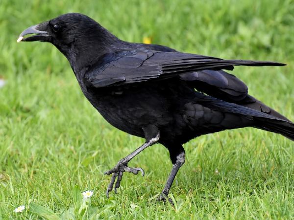 Mơ thấy quạ đen và giải mã giấc mơ thấy quạ đen