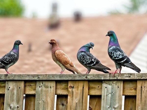 Tìm hiểu chiêm bao thấy chim bồ câu dưới góc nhìn khoa học