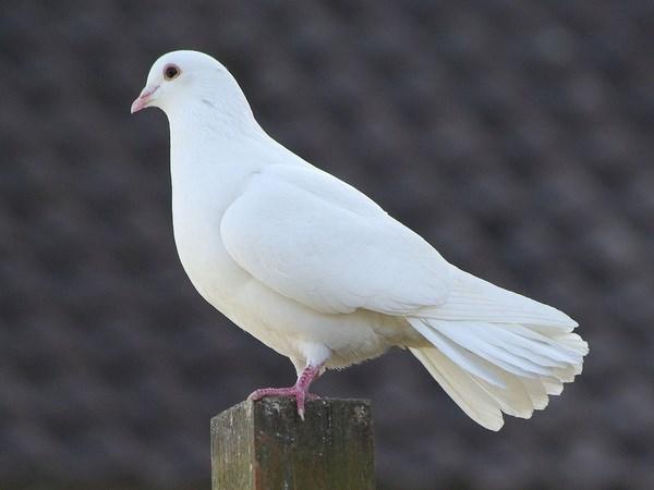 Nằm mơ thấy chim bồ câu là điềm hên hay xui, số gì may?