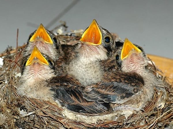 Nằm mơ thấy chim non mang ý nghĩa gì và số gì may mắn