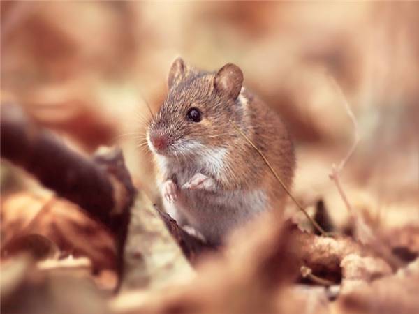 Mơ thấy chuột cắn vào tay, cắn chân có số gì phát tài