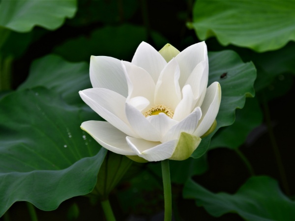 Nằm mơ thấy hoa sen có số gì may mắn phát tài Nằm mơ thấy hoa sen có số gì may mắn phát tài